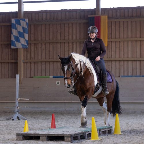 Working Equitation Trail Reitstunde