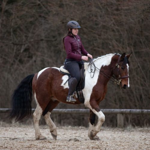 10er Karte Reitstunde